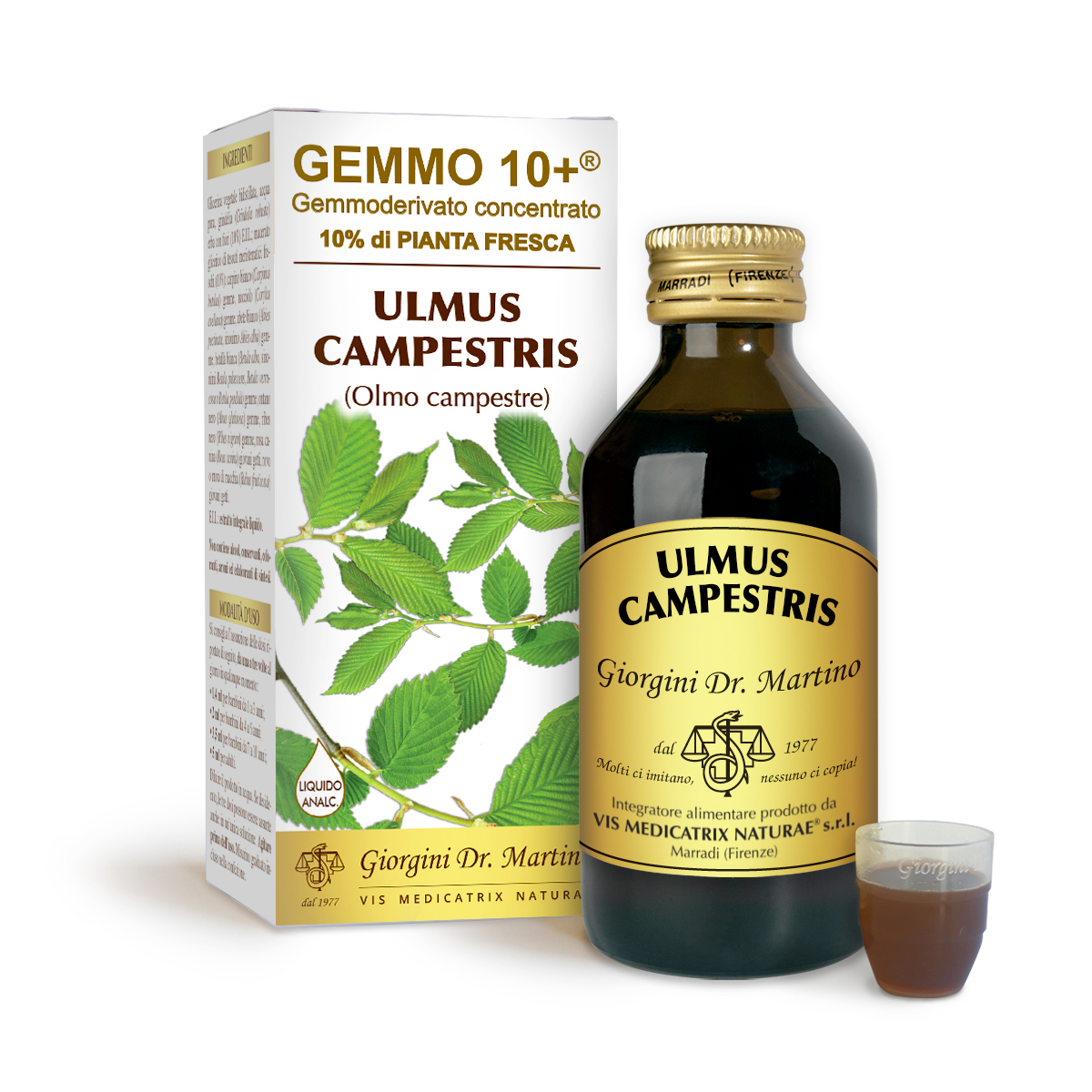 G10+ ORME CHAMPÊTRE (Ulmus campestris) Liquide sans alcool